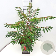 Rhus glabra 'Laciniata' 80-100 cm 10L