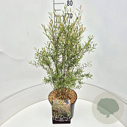 Salix purpurea 'Nana' 60 cm 10L