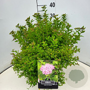 Spiraea jap. 'Little Princess' 40-50 cm 10L