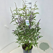 Vitex agnus-castus latifolia 80-100 cm 10L