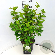 Viburnum plic. 'Mariesii' 60-80 cm 10L