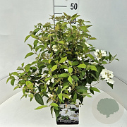 Viburnum plic. 'Watanabe' 40-50 cm 10L