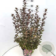 Weigela florida 'Nana Purpurea' 60-80 cm 10L