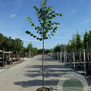 Tilia europaea 'Pallida' 14-16 HO 45L