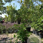 Cornus kousa chinensis 150-175 cm 25L