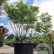 Acer pal. 'Kogane-nishiki' 200-250 cm container solitair
