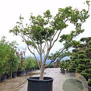 Acer pal. 'Kogane-nishiki' 300-350 cm cont. 70L solitair