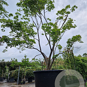 Acer pal. 'Kogane-nishiki' 300-350 cm container solitair