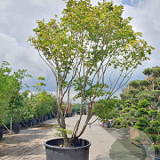 Acer pal. 'Kogane-nishiki' 350-400 cm container
