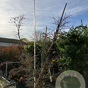 Acer japonicum 'Aconitifolium' 200-225 cm cont. 230L meerstammig