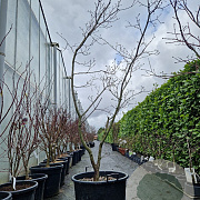Acer japonicum 'Aconitifolium' 200-250 cm cont. 70L meerstammig