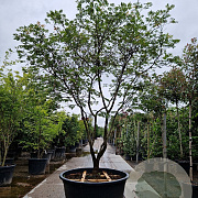 Acer japonicum 'Aconitifolium' 225-250 cm cont. 500L meerstammig solitair