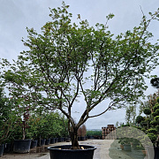 Acer japonicum 'Aconitifolium' 300-350 cm container solitair