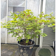 Acer japonicum 'Vitifolium' 100-125 cm container multiplateau