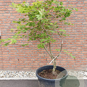 Acer japonicum 'Vitifolium' 125-150 cm container meerstammig