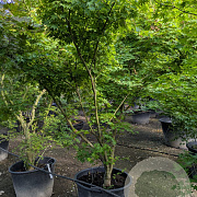 Acer palmatum 200-250 cm container meerstammig extra