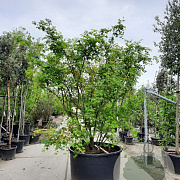 Acer palmatum 250-300 cm container meerstammig solitair