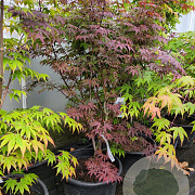 Acer pal. 'Atropurpureum' 125-150 cm container extra