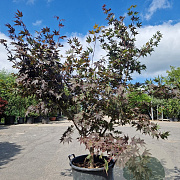 Acer pal. 'Bloodgood' 150-175 cm 50L