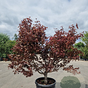 Acer pal. 'Bloodgood' 150-175 cm cont. 70L