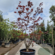 Acer pal. 'Bloodgood' 175-200 cm cont. 130L