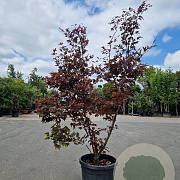 Acer pal. 'Bloodgood' 175-200 cm 45L