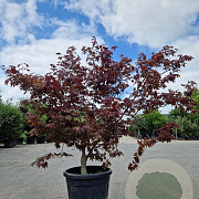 Acer pal. 'Bloodgood' 175-200 cm cont. 70L