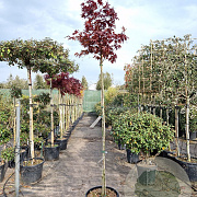 Acer pal. 'Bloodgood' 180 cm stam container 6-8
