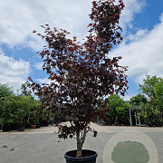 Acer pal. 'Bloodgood' 200-250 cm 45L