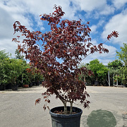 Acer pal. 'Bloodgood' 250-300 cm 50L
