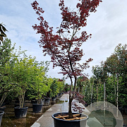 Acer pal. 'Bloodgood' 450-500 cm cont. 500L solitair