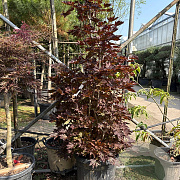 Acer plat. 'Crimson Sentry' 150-175 cm 50L