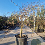 Acer pal. 'Dissectum' 100 cm stam container kroon 80-100