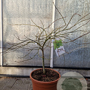 Acer pal. 'Dissectum' 60-80 cm 15L