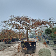 Acer pal. 'Dissectum' 80 cm stam container kroon 250-op