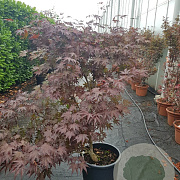 Acer pal. 'Fireglow' 150-175 cm container 