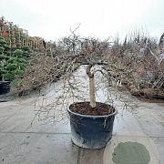 Acer pal. 'Garnet' 70 cm stam container kroon 150-200
