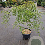 Acer pal. 'Green Lace' 70 cm stam container kroon 125-150
