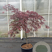 Acer pal. 'Inaba-shidare' 100 cm stam container kroon 80-100