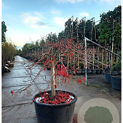 Acer pal. 'Inaba-shidare' 70 cm stam container kroon 125-150