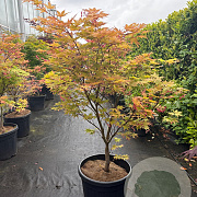 Acer pal. 'Osakazuki' 100-125 cm container