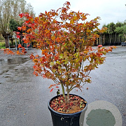 Acer pal. 'Osakazuki' 100-125 cm container multiplateau