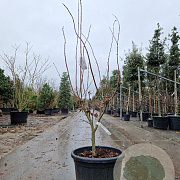 Acer pal. 'Osakazuki' 125-150 cm container 