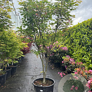 Acer pal. 'Osakazuki' 175-200 cm container meerstammig