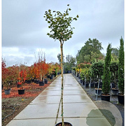 Acer pal. 'Osakazuki' 180 cm stam container 8-10