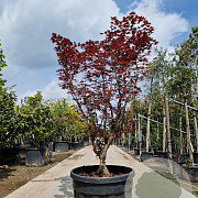 Acer pal. 'Red Flash' 175-200 cm container meerstammig paraplu