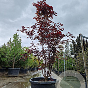 Acer pal. 'Red Flash' 200-250 cm container solitair