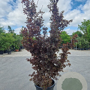 Acer pal. 'Skeeter's Broom' 200-250 cm cont. 70L