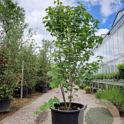 Acer rubrum 175-200 cm cont. 110L