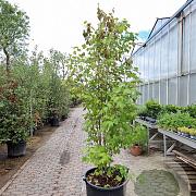 Acer rubrum 200-250 cm cont. 110L